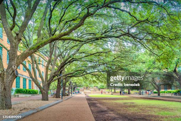 university of texas austin usa - live oak tree texas stock pictures, royalty-free photos & images