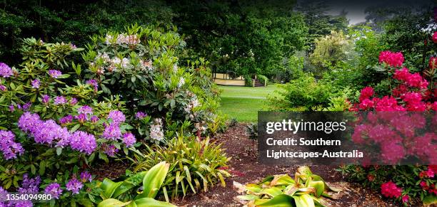 historic botanical gardens, hamilton, victoria, australia. - australia panoramic stock-fotos und bilder