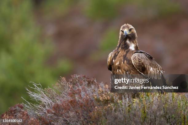a golden eagle perched in a heather area, and looking towards the camera. aquila chrysaetos. - steinadler stock-fotos und bilder