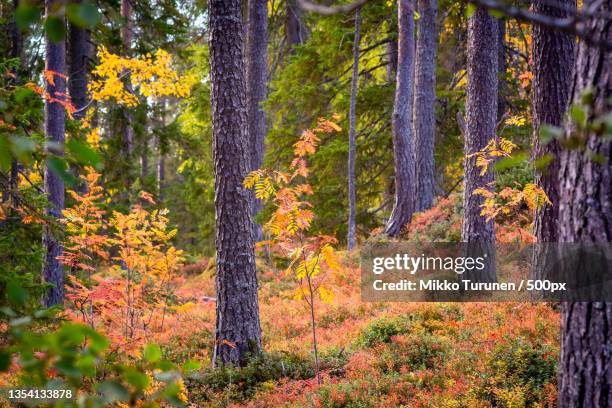 trees in forest during autumn,suomussalmi,finland - autumn finland stock pictures, royalty-free photos & images