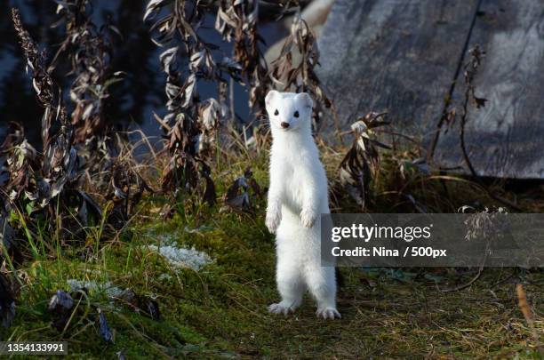 portrait of rabbit on field - ermine stockfoto's en -beelden