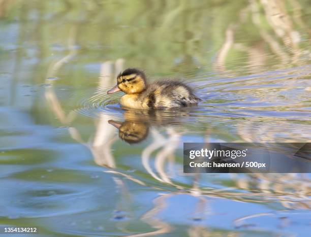 female mallard duck swimming in lake,kitzingen,germany - duckling foto e immagini stock