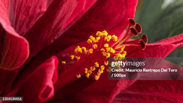 close-up of red hibiscus flower,antioquia,colombia - stamen stock pictures, royalty-free photos & images