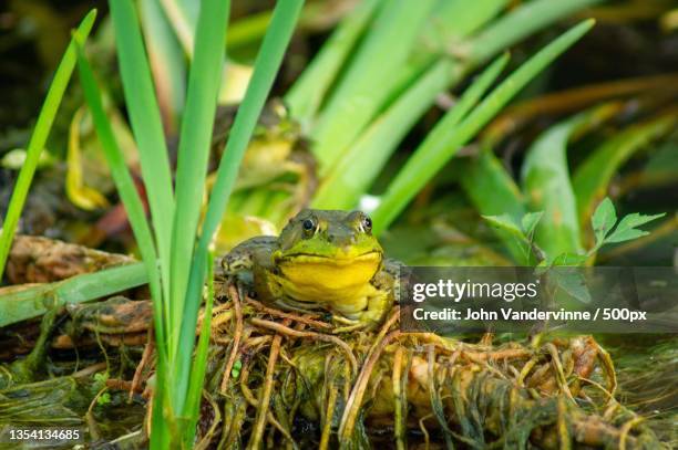 close-up of bullfrog on plant - bullfrog stock pictures, royalty-free photos & images