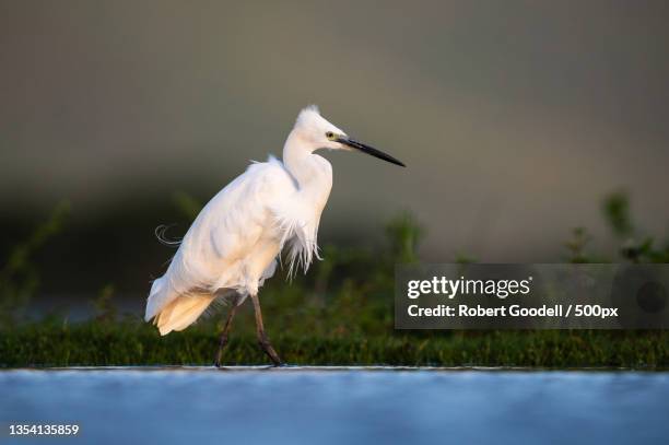 side view of heron perching on lake,estate mkuzi,south africa - little egret (egretta garzetta) stock pictures, royalty-free photos & images