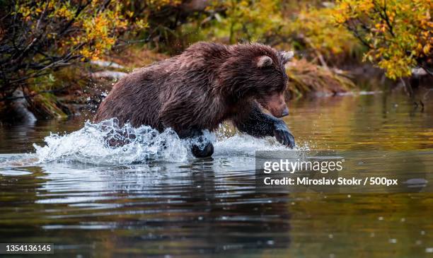 side view of brown kodiak brown grizzly bear in lake - brown bear cub photos et images de collection