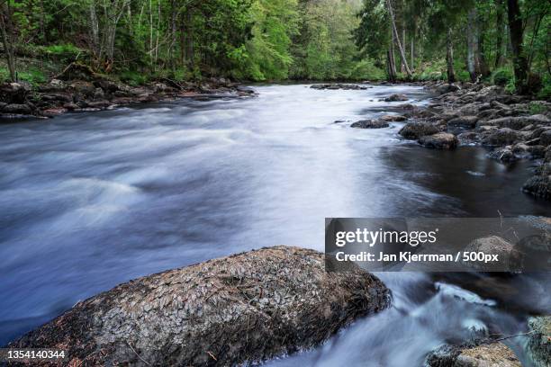 scenic view of river flowing in forest,halden,norway - halden norway stockfoto's en -beelden