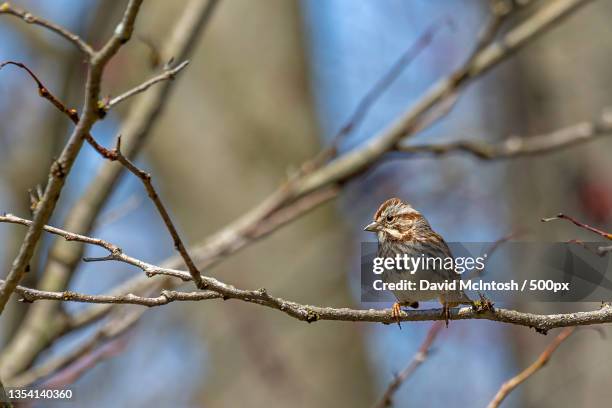 close-up of songbird perching on branch,strathroy,ontario,canada - strathroy ontario stock-fotos und bilder