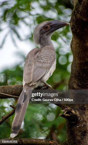 low angle view of hornbill perching on tree,india - african grey hornbill stock pictures, royalty-free photos & images