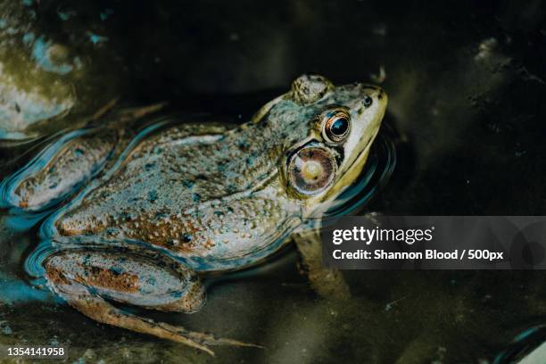 Bullfrog Cheek 1,384 Bullfrog Stock Photos, High-Res Pictures, and Images - Getty Images