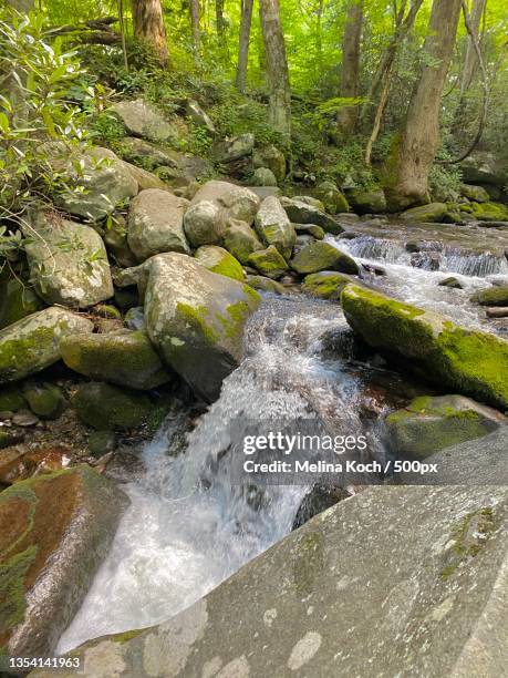 scenic view of stream flowing through rocks in forest,roaring fork motor nature trail,united states,usa - roaring fork motor nature trail stock pictures, royalty-free photos & images