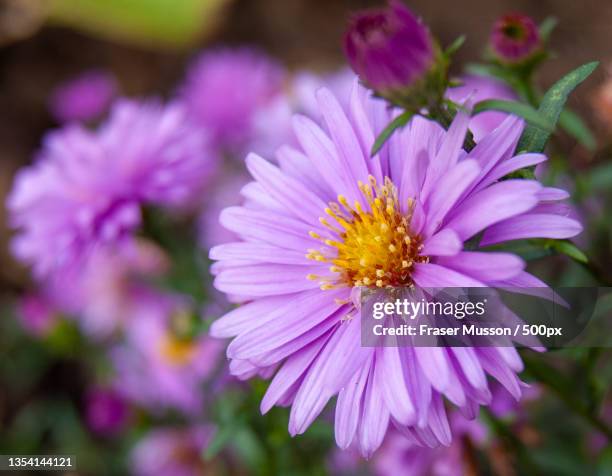 close-up of pink cosmos flower,norfolk,united kingdom,uk - aster stock pictures, royalty-free photos & images