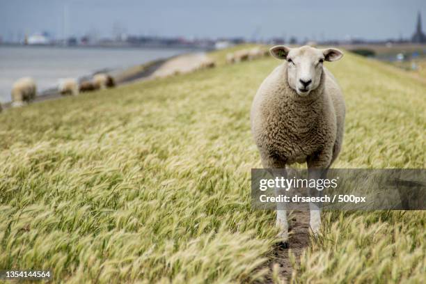 portrait of sheep standing on field - deich stock-fotos und bilder