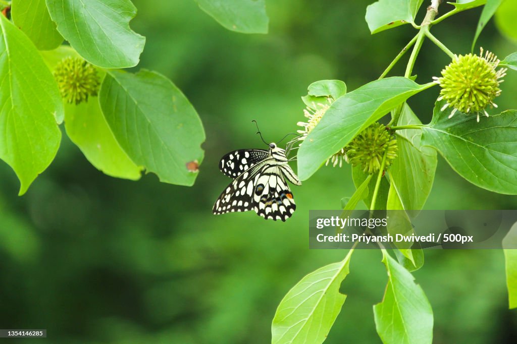 Close-up of butterfly on plant