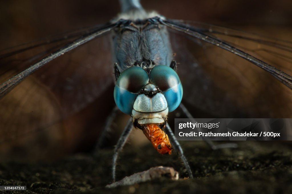 Pi Chong Insect Closeup Of Insect On Plant Badlapur Maharashtra India High-Res Stock ...