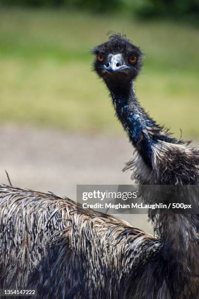 close-up of emu perching on field,lake tobias wildlife park,united states,usa - émeu photos et images de collection