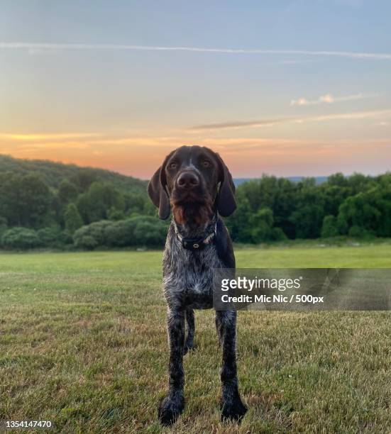portrait of pointer standing on field against sky - german shorthaired pointer stock pictures, royalty-free photos & images