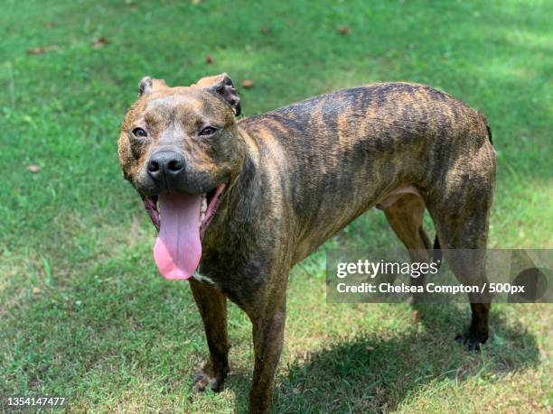 close-up of pit bull terrier sticking out tongue while standing on grassy field,claiborne county,tennessee,united states,usa - mosqueado fotografías e imágenes de stock