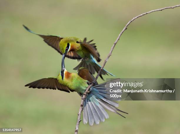close-up of birds perching on branch,mysuru,karnataka,india - bee eater stock pictures, royalty-free photos & images