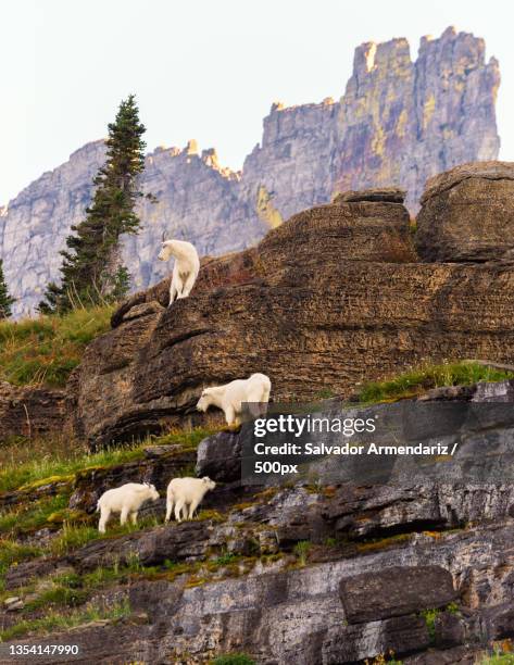 low angle view of goats on mountain against sky,montana,united states,usa - armendariz stock pictures, royalty-free photos & images