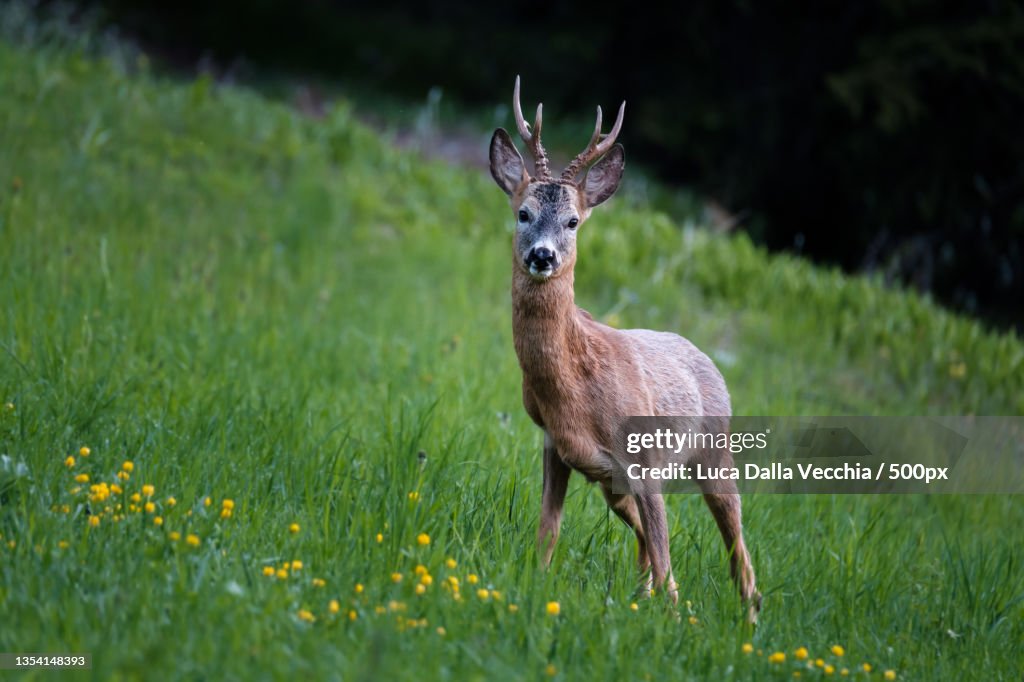 Portrait of roe deer standing on field