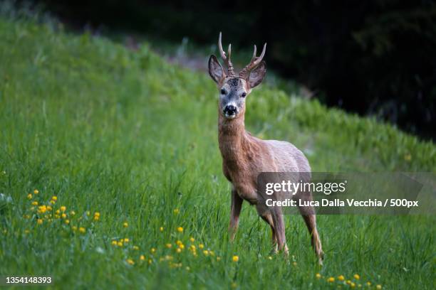 portrait of roe deer standing on field - roe deer stock pictures, royalty-free photos & images