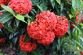 A Close up view of a cluster of Chinese ixora flowers in vibrant red color on a monsoon morning in India.
