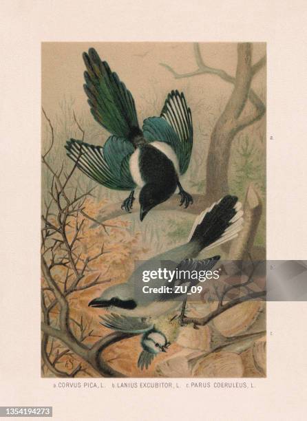 stockillustraties, clipart, cartoons en iconen met passeriformes: magpie, grey-backed fiscal and blue tit, chromolithograph, published 1887 - etching