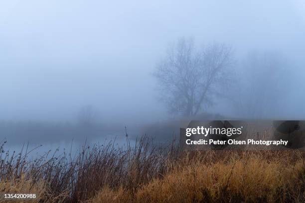 bulrushes and pond shrouded in fog - sala grande foto e immagini stock