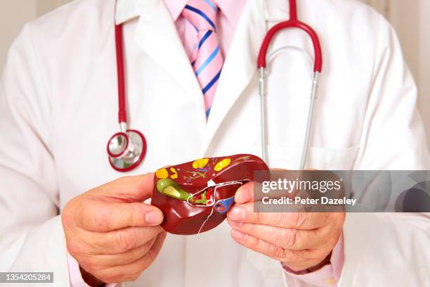 holding anatomical teaching model of liver - cancer center stock pictures, royalty-free photos & images