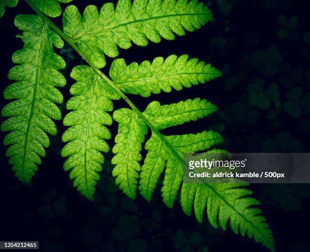 close-up of fern leaves - farn stock-fotos und bilder