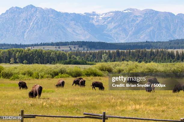 beautiful pasture,grand teton,wyoming,united states,usa - american bison stock-fotos und bilder