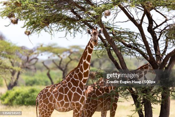 close-up of reticulated giraffe against trees - サウスアフリカキリン ストックフォトと画像