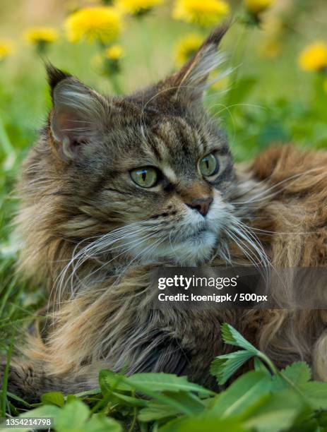 close-up of cat on grass - siberian cat stock pictures, royalty-free photos & images