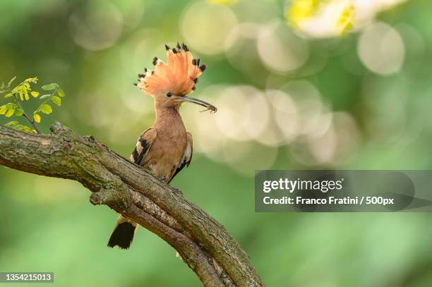 a hoopoe feeding its babies,italy - hoopoe fotografías e imágenes de stock