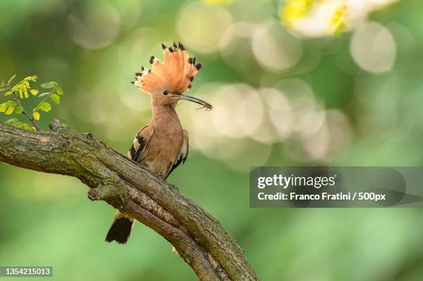 a hoopoe feeding its babies,italy - hoopoe stock pictures, royalty-free photos & images