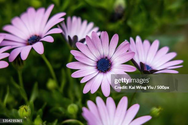 close-up of purple flowers,epping,new south wales,australia - annuals stock pictures, royalty-free photos & images