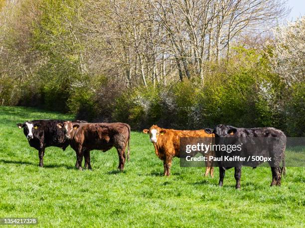 side view of cows standing on grassy field - keiffer stock pictures, royalty-free photos & images