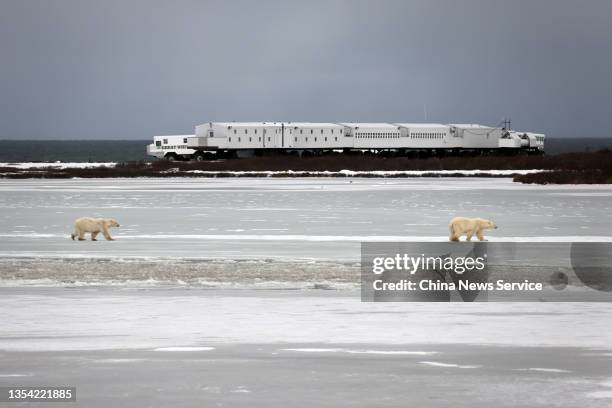 Two polar bears walk on the ice in front of a tundra buggy on November 10, 2021 in Hudson Bay, Canada.
