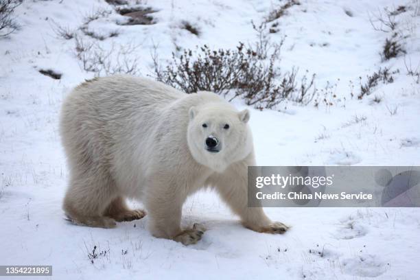 Polar bear looks for food in the snow on November 10, 2021 in Hudson Bay, Canada.