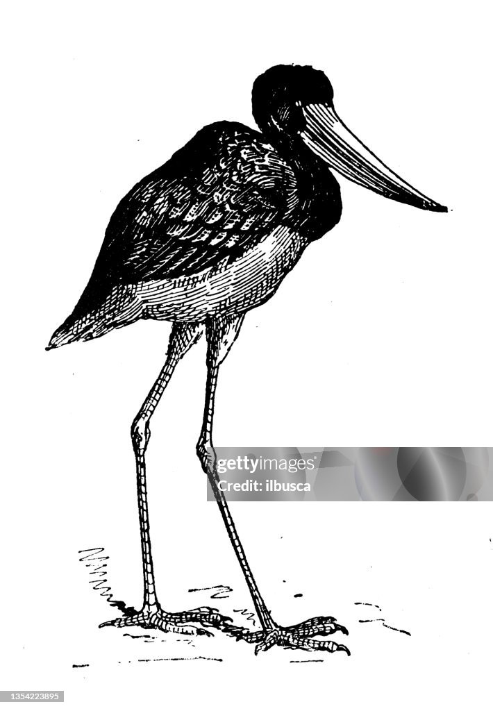 Antique illustration: saddle-billed stork or saddlebill (Ephippiorhynchus senegalensis)