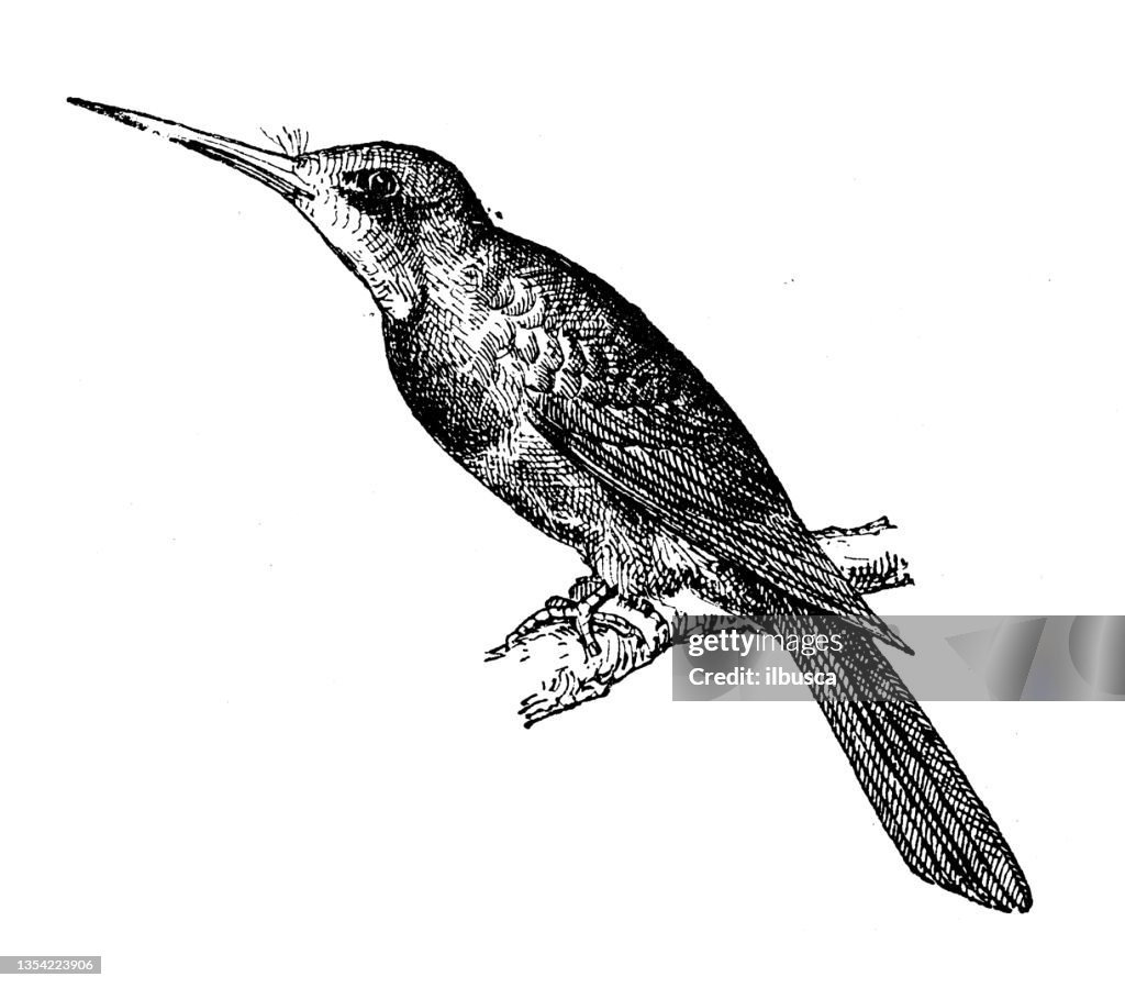 Antique illustration: green-tailed jacamar (Galbula galbula)