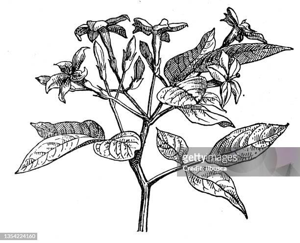 antique illustration: jasmine - jasmine flower stock illustrations
