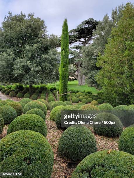 view of trees in garden - boxwood stock pictures, royalty-free photos & images