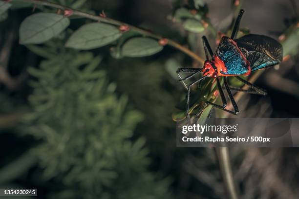 close-up of butterfly on plant,brazil - inseto stock pictures, royalty-free photos & images