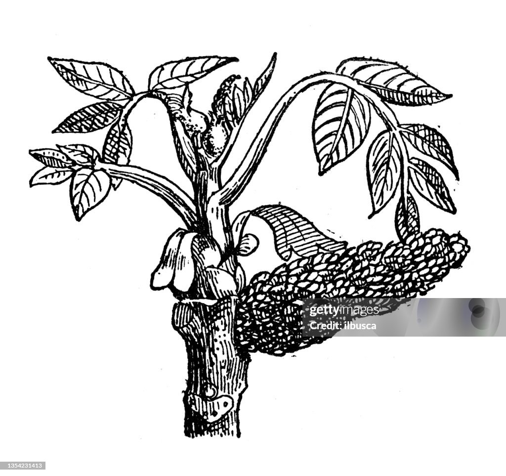 Antique illustration: Walnut tree