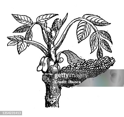 Antique illustration: Walnut tree Antique illustration: Walnut tree