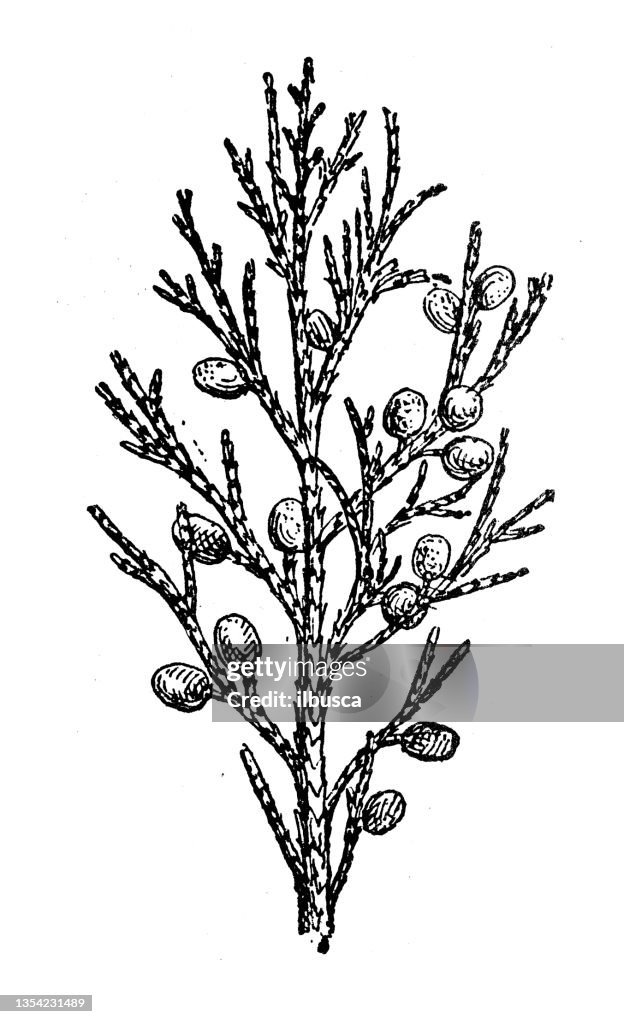 Antique illustration: Juniper