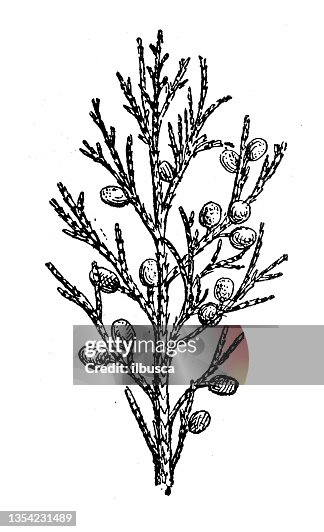 Antique illustration: Juniper Antique illustration: Juniper