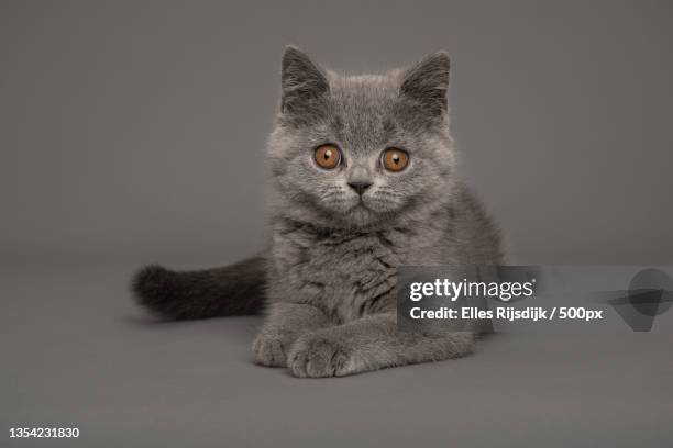 portrait of cat sitting against gray background - british shorthair cat stock pictures, royalty-free photos & images